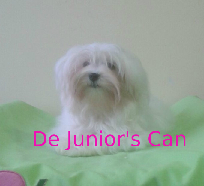 Camada de Bichón Maltés  – Abril 2016